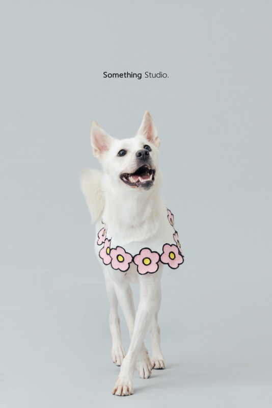 SOMETHINGSTUDIO,三牲工作室,三牲,中途攝影,寵物寫真,寵物攝影,寵物肖像,毛孩,毛孩寫真,汪星人,喵星人,兔星人,狗,米克斯,領養不棄養,領養代替購買