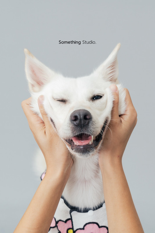 SOMETHINGSTUDIO,三牲工作室,三牲,中途攝影,寵物寫真,寵物攝影,寵物肖像,毛孩,毛孩寫真,汪星人,喵星人,兔星人,狗,米克斯,領養不棄養,領養代替購買