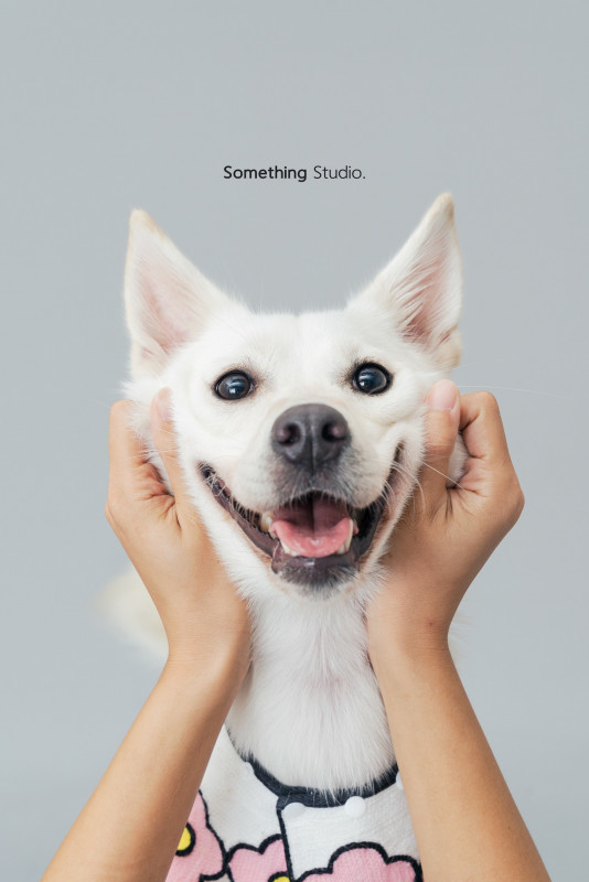 SOMETHINGSTUDIO,三牲工作室,三牲,中途攝影,寵物寫真,寵物攝影,寵物肖像,毛孩,毛孩寫真,汪星人,喵星人,兔星人,狗,米克斯,領養不棄養,領養代替購買