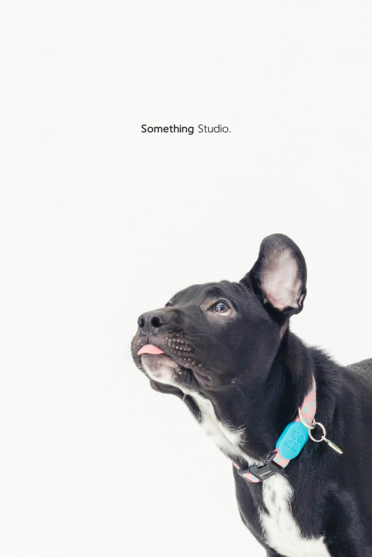 SOMETHINGSTUDIO,三牲工作室,三牲,中途攝影,寵物寫真,寵物攝影,寵物肖像,毛孩,毛孩寫真,汪星人,喵星人,兔星人,狗,米克斯,領養不棄養,領養代替購買