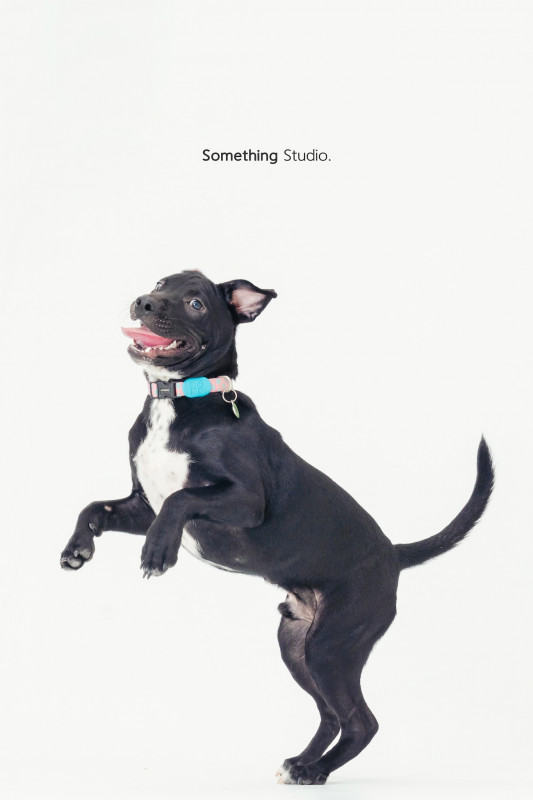 SOMETHINGSTUDIO,三牲工作室,三牲,中途攝影,寵物寫真,寵物攝影,寵物肖像,毛孩,毛孩寫真,汪星人,喵星人,兔星人,狗,米克斯,領養不棄養,領養代替購買
