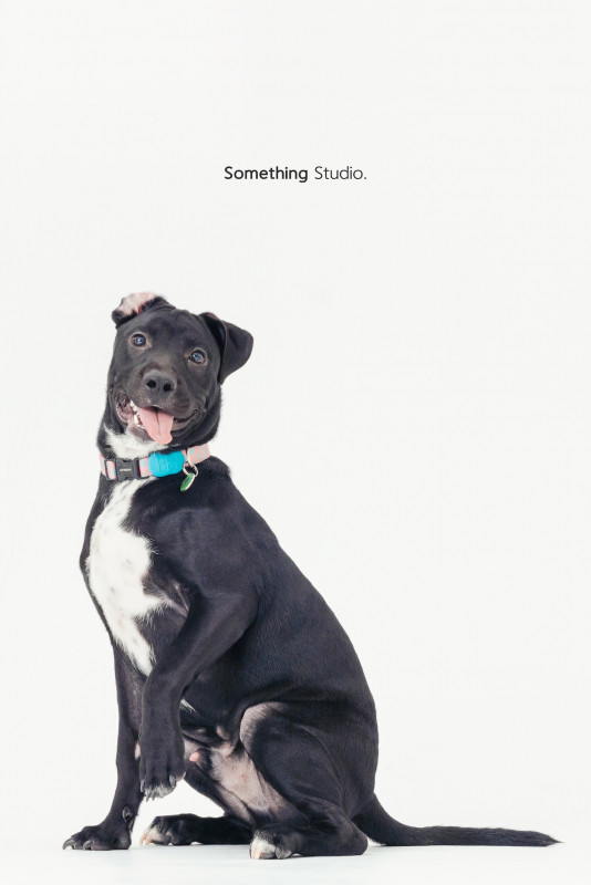 SOMETHINGSTUDIO,三牲工作室,三牲,中途攝影,寵物寫真,寵物攝影,寵物肖像,毛孩,毛孩寫真,汪星人,喵星人,兔星人,狗,米克斯,領養不棄養,領養代替購買