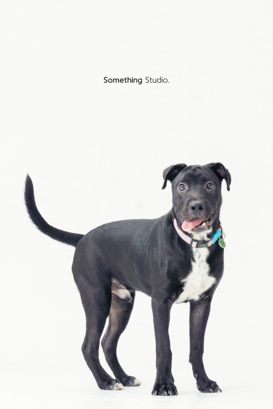 SOMETHINGSTUDIO,三牲工作室,三牲,中途攝影,寵物寫真,寵物攝影,寵物肖像,毛孩,毛孩寫真,汪星人,喵星人,兔星人,狗,米克斯,領養不棄養,領養代替購買
