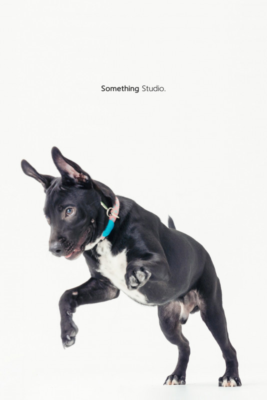 SOMETHINGSTUDIO,三牲工作室,三牲,中途攝影,寵物寫真,寵物攝影,寵物肖像,毛孩,毛孩寫真,汪星人,喵星人,兔星人,狗,米克斯,領養不棄養,領養代替購買