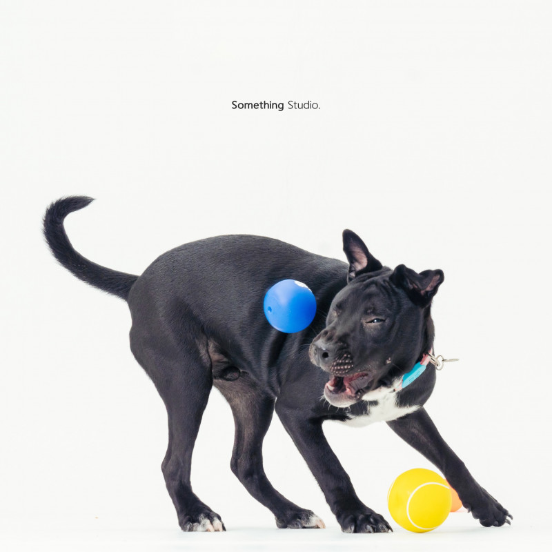 SOMETHINGSTUDIO,三牲工作室,三牲,中途攝影,寵物寫真,寵物攝影,寵物肖像,毛孩,毛孩寫真,汪星人,喵星人,兔星人,狗,米克斯,領養不棄養,領養代替購買