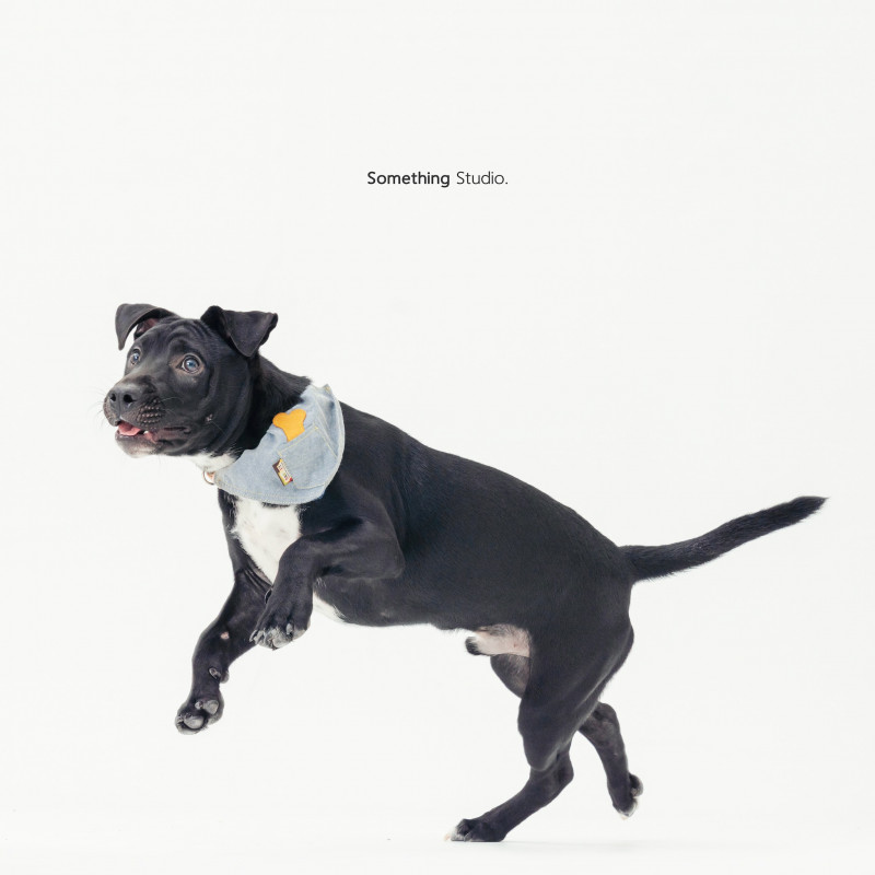 SOMETHINGSTUDIO,三牲工作室,三牲,中途攝影,寵物寫真,寵物攝影,寵物肖像,毛孩,毛孩寫真,汪星人,喵星人,兔星人,狗,米克斯,領養不棄養,領養代替購買