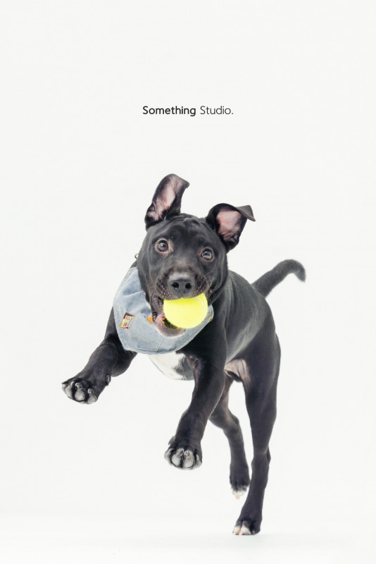 SOMETHINGSTUDIO,三牲工作室,三牲,中途攝影,寵物寫真,寵物攝影,寵物肖像,毛孩,毛孩寫真,汪星人,喵星人,兔星人,狗,米克斯,領養不棄養,領養代替購買