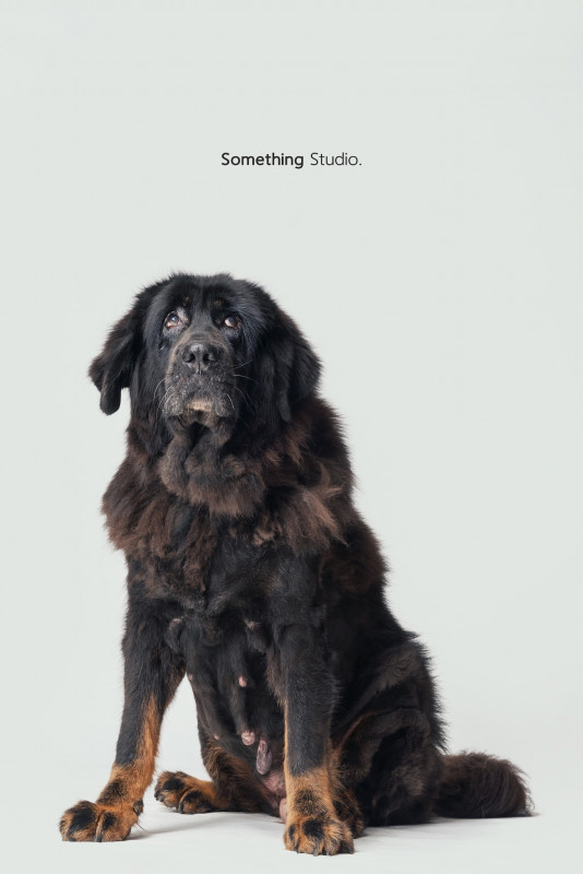 SOMETHINGSTUDIO,三牲工作室,三牲,中途攝影,寵物寫真,寵物攝影,寵物肖像,毛孩,毛孩寫真,汪星人,喵星人,兔星人,狗,米克斯,領養不棄養,領養代替購買