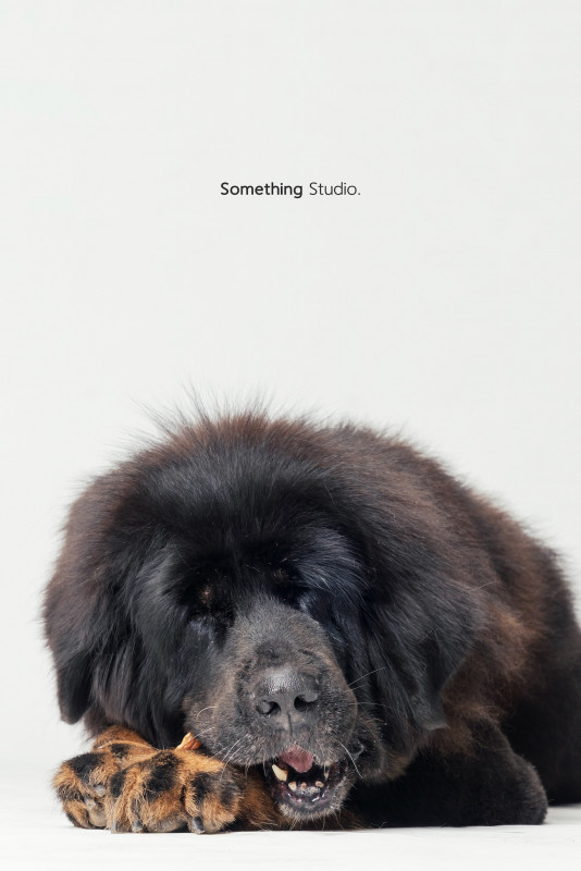 SOMETHINGSTUDIO,三牲工作室,三牲,中途攝影,寵物寫真,寵物攝影,寵物肖像,毛孩,毛孩寫真,汪星人,喵星人,兔星人,狗,米克斯,領養不棄養,領養代替購買