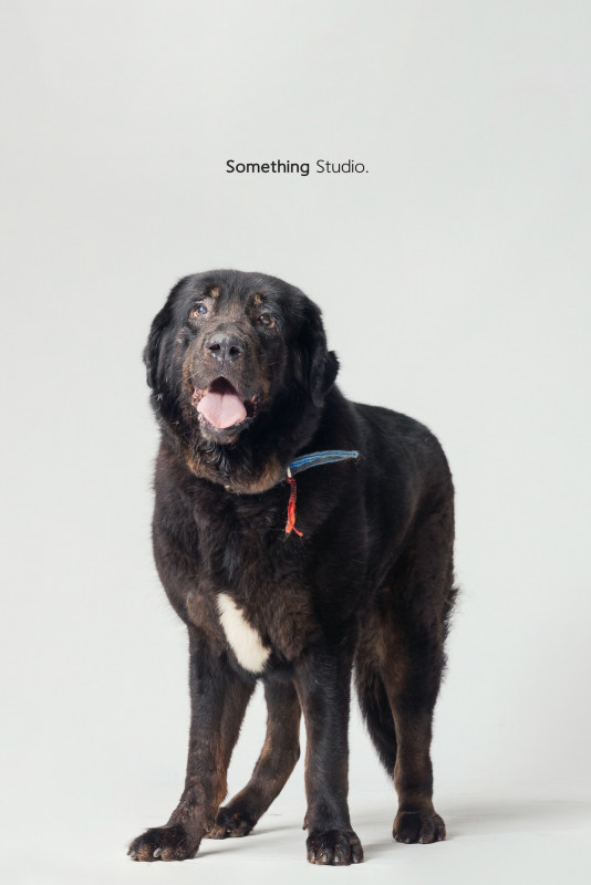 SOMETHINGSTUDIO,三牲工作室,三牲,中途攝影,寵物寫真,寵物攝影,寵物肖像,毛孩,毛孩寫真,汪星人,喵星人,兔星人,狗,米克斯,領養不棄養,領養代替購買