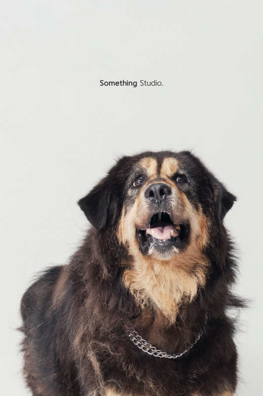 SOMETHINGSTUDIO,三牲工作室,三牲,中途攝影,寵物寫真,寵物攝影,寵物肖像,毛孩,毛孩寫真,汪星人,喵星人,兔星人,狗,米克斯,領養不棄養,領養代替購買