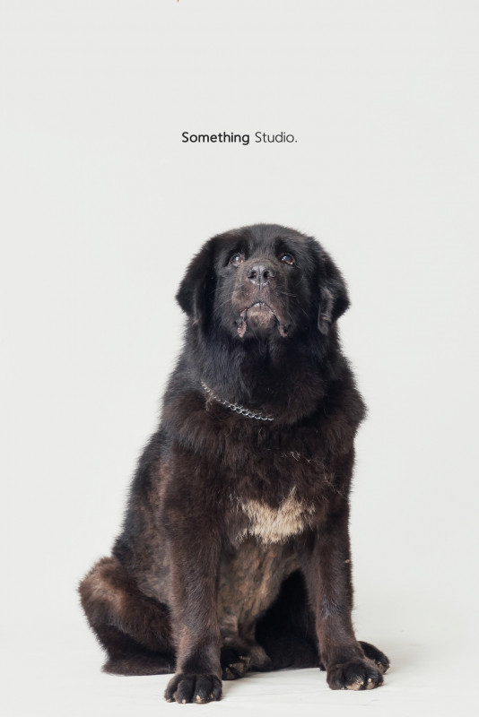 SOMETHINGSTUDIO,三牲工作室,三牲,中途攝影,寵物寫真,寵物攝影,寵物肖像,毛孩,毛孩寫真,汪星人,喵星人,兔星人,狗,米克斯,領養不棄養,領養代替購買