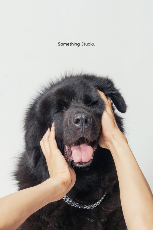 SOMETHINGSTUDIO,三牲工作室,三牲,中途攝影,寵物寫真,寵物攝影,寵物肖像,毛孩,毛孩寫真,汪星人,喵星人,兔星人,狗,米克斯,領養不棄養,領養代替購買