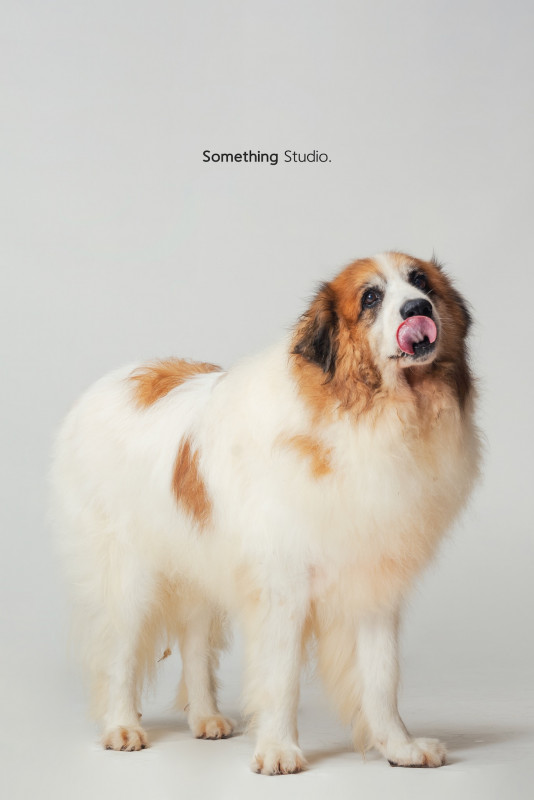 SOMETHINGSTUDIO,三牲工作室,三牲,中途攝影,寵物寫真,寵物攝影,寵物肖像,毛孩,毛孩寫真,汪星人,喵星人,兔星人,狗,米克斯,領養不棄養,領養代替購買