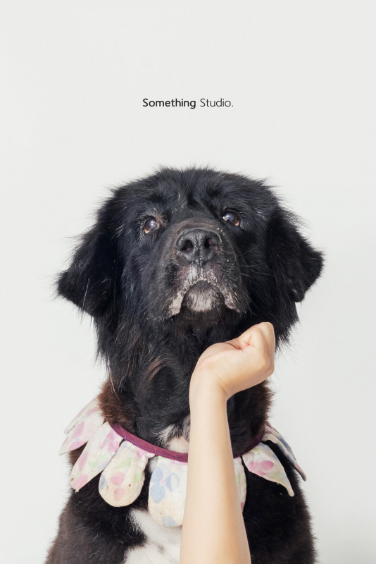 SOMETHINGSTUDIO,三牲工作室,三牲,中途攝影,寵物寫真,寵物攝影,寵物肖像,毛孩,毛孩寫真,汪星人,喵星人,兔星人,狗,米克斯,領養不棄養,領養代替購買