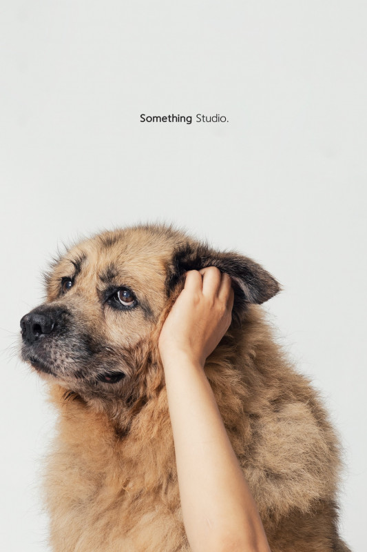 SOMETHINGSTUDIO,三牲工作室,三牲,中途攝影,寵物寫真,寵物攝影,寵物肖像,毛孩,毛孩寫真,汪星人,喵星人,兔星人,狗,米克斯,領養不棄養,領養代替購買