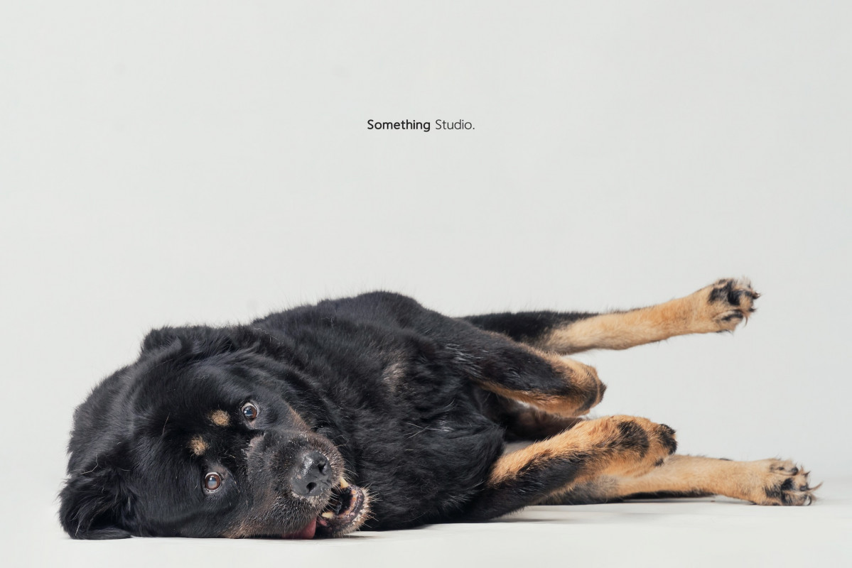 SOMETHINGSTUDIO,三牲工作室,三牲,中途攝影,寵物寫真,寵物攝影,寵物肖像,毛孩,毛孩寫真,汪星人,喵星人,兔星人,狗,米克斯,領養不棄養,領養代替購買