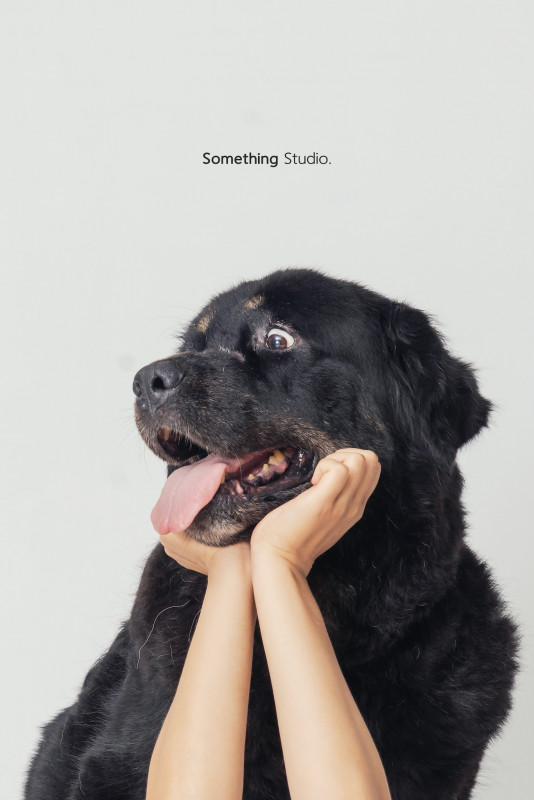SOMETHINGSTUDIO,三牲工作室,三牲,中途攝影,寵物寫真,寵物攝影,寵物肖像,毛孩,毛孩寫真,汪星人,喵星人,兔星人,狗,米克斯,領養不棄養,領養代替購買