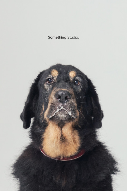 SOMETHINGSTUDIO,三牲工作室,三牲,中途攝影,寵物寫真,寵物攝影,寵物肖像,毛孩,毛孩寫真,汪星人,喵星人,兔星人,狗,米克斯,領養不棄養,領養代替購買