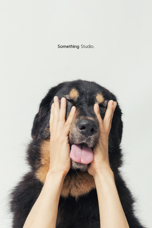 SOMETHINGSTUDIO,三牲工作室,三牲,中途攝影,寵物寫真,寵物攝影,寵物肖像,毛孩,毛孩寫真,汪星人,喵星人,兔星人,狗,米克斯,領養不棄養,領養代替購買