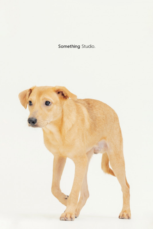 SOMETHINGSTUDIO,三牲工作室,三牲,中途攝影,寵物寫真,寵物攝影,寵物肖像,毛孩,毛孩寫真,汪星人,喵星人,兔星人,狗,米克斯,領養不棄養,領養代替購買
