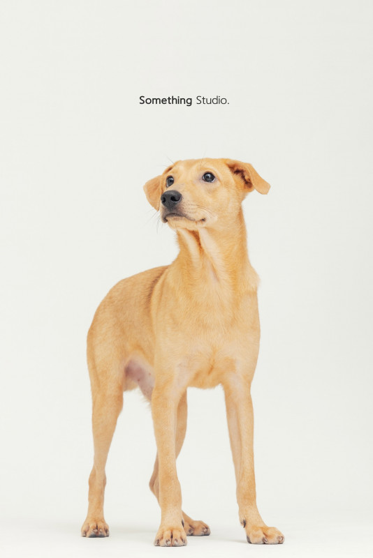 SOMETHINGSTUDIO,三牲工作室,三牲,中途攝影,寵物寫真,寵物攝影,寵物肖像,毛孩,毛孩寫真,汪星人,喵星人,兔星人,狗,米克斯,領養不棄養,領養代替購買