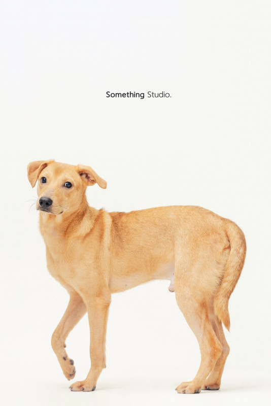 SOMETHINGSTUDIO,三牲工作室,三牲,中途攝影,寵物寫真,寵物攝影,寵物肖像,毛孩,毛孩寫真,汪星人,喵星人,兔星人,狗,米克斯,領養不棄養,領養代替購買