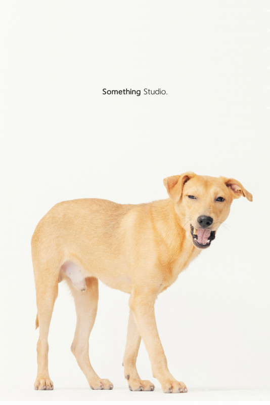 SOMETHINGSTUDIO,三牲工作室,三牲,中途攝影,寵物寫真,寵物攝影,寵物肖像,毛孩,毛孩寫真,汪星人,喵星人,兔星人,狗,米克斯,領養不棄養,領養代替購買