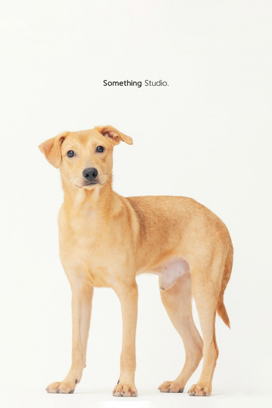 SOMETHINGSTUDIO,三牲工作室,三牲,中途攝影,寵物寫真,寵物攝影,寵物肖像,毛孩,毛孩寫真,汪星人,喵星人,兔星人,狗,米克斯,領養不棄養,領養代替購買
