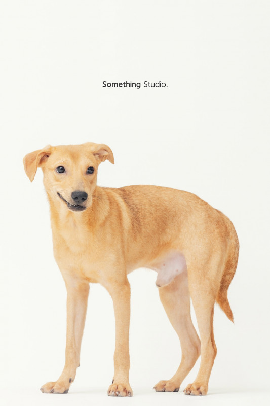 SOMETHINGSTUDIO,三牲工作室,三牲,中途攝影,寵物寫真,寵物攝影,寵物肖像,毛孩,毛孩寫真,汪星人,喵星人,兔星人,狗,米克斯,領養不棄養,領養代替購買