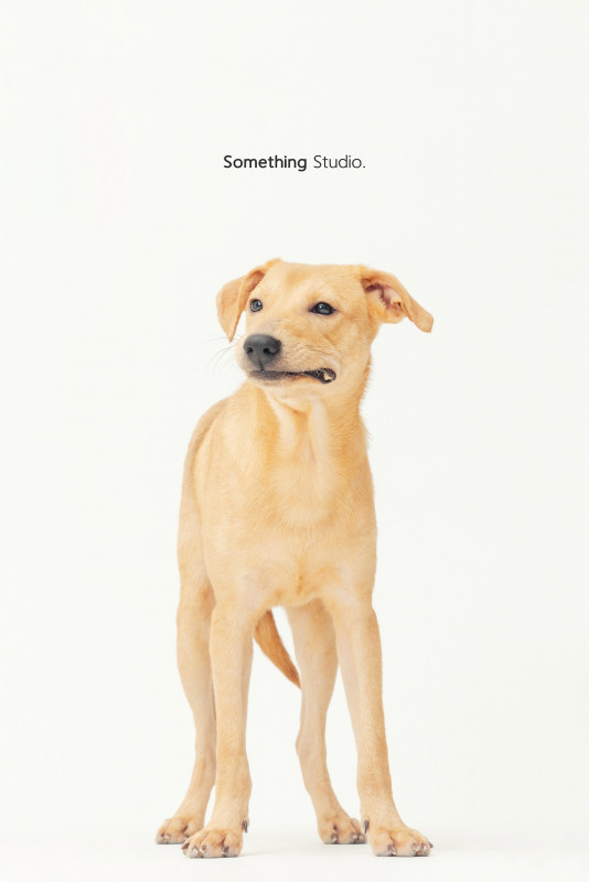 SOMETHINGSTUDIO,三牲工作室,三牲,中途攝影,寵物寫真,寵物攝影,寵物肖像,毛孩,毛孩寫真,汪星人,喵星人,兔星人,狗,米克斯,領養不棄養,領養代替購買
