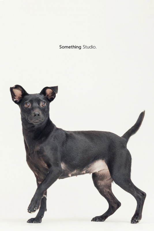 SOMETHINGSTUDIO,三牲工作室,三牲,中途攝影,寵物寫真,寵物攝影,寵物肖像,毛孩,毛孩寫真,汪星人,喵星人,兔星人,狗,米克斯,領養不棄養,領養代替購買