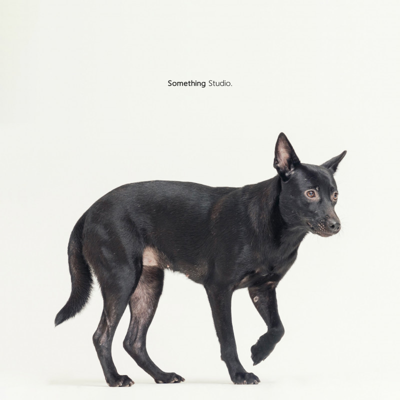 SOMETHINGSTUDIO,三牲工作室,三牲,中途攝影,寵物寫真,寵物攝影,寵物肖像,毛孩,毛孩寫真,汪星人,喵星人,兔星人,狗,米克斯,領養不棄養,領養代替購買