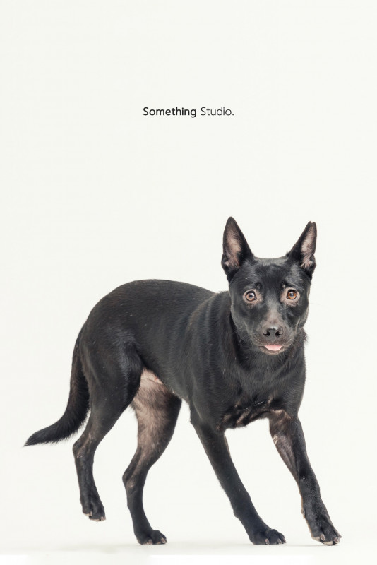 SOMETHINGSTUDIO,三牲工作室,三牲,中途攝影,寵物寫真,寵物攝影,寵物肖像,毛孩,毛孩寫真,汪星人,喵星人,兔星人,狗,米克斯,領養不棄養,領養代替購買