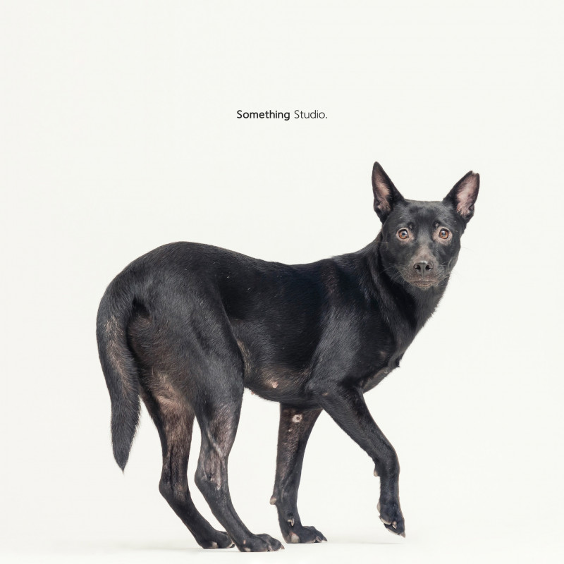 SOMETHINGSTUDIO,三牲工作室,三牲,中途攝影,寵物寫真,寵物攝影,寵物肖像,毛孩,毛孩寫真,汪星人,喵星人,兔星人,狗,米克斯,領養不棄養,領養代替購買