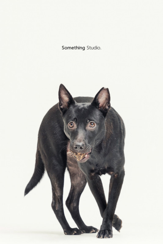 SOMETHINGSTUDIO,三牲工作室,三牲,中途攝影,寵物寫真,寵物攝影,寵物肖像,毛孩,毛孩寫真,汪星人,喵星人,兔星人,狗,米克斯,領養不棄養,領養代替購買