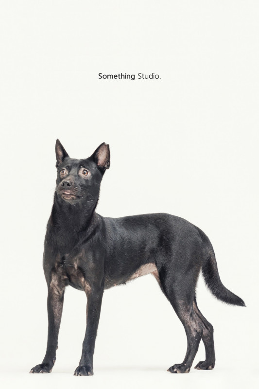 SOMETHINGSTUDIO,三牲工作室,三牲,中途攝影,寵物寫真,寵物攝影,寵物肖像,毛孩,毛孩寫真,汪星人,喵星人,兔星人,狗,米克斯,領養不棄養,領養代替購買
