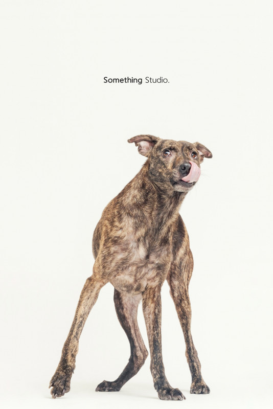 SOMETHINGSTUDIO,三牲工作室,三牲,中途攝影,寵物寫真,寵物攝影,寵物肖像,毛孩,毛孩寫真,汪星人,喵星人,兔星人,狗,米克斯,領養不棄養,領養代替購買