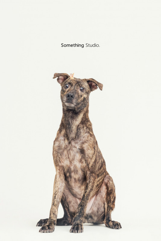 SOMETHINGSTUDIO,三牲工作室,三牲,中途攝影,寵物寫真,寵物攝影,寵物肖像,毛孩,毛孩寫真,汪星人,喵星人,兔星人,狗,米克斯,領養不棄養,領養代替購買