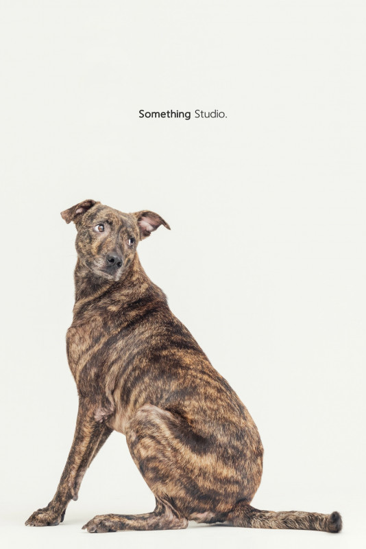 SOMETHINGSTUDIO,三牲工作室,三牲,中途攝影,寵物寫真,寵物攝影,寵物肖像,毛孩,毛孩寫真,汪星人,喵星人,兔星人,狗,米克斯,領養不棄養,領養代替購買