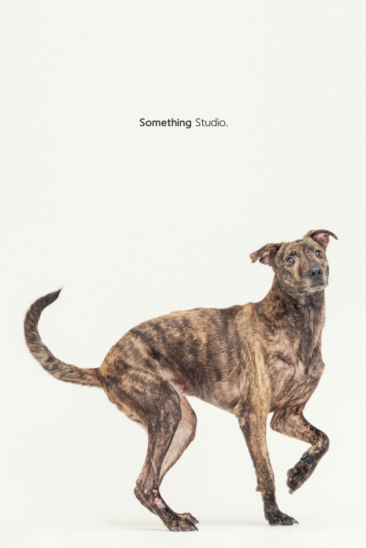 SOMETHINGSTUDIO,三牲工作室,三牲,中途攝影,寵物寫真,寵物攝影,寵物肖像,毛孩,毛孩寫真,汪星人,喵星人,兔星人,狗,米克斯,領養不棄養,領養代替購買