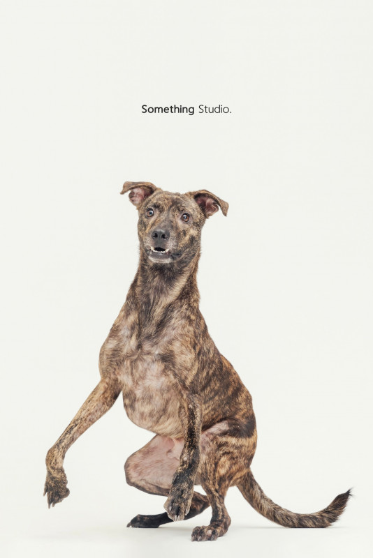 SOMETHINGSTUDIO,三牲工作室,三牲,中途攝影,寵物寫真,寵物攝影,寵物肖像,毛孩,毛孩寫真,汪星人,喵星人,兔星人,狗,米克斯,領養不棄養,領養代替購買