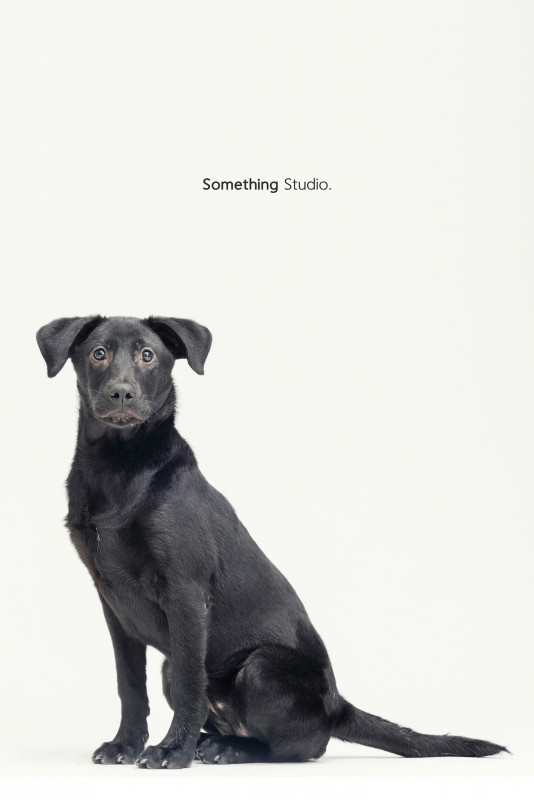 SOMETHINGSTUDIO,三牲工作室,三牲,中途攝影,寵物寫真,寵物攝影,寵物肖像,毛孩,毛孩寫真,汪星人,喵星人,兔星人,狗,米克斯,領養不棄養,領養代替購買