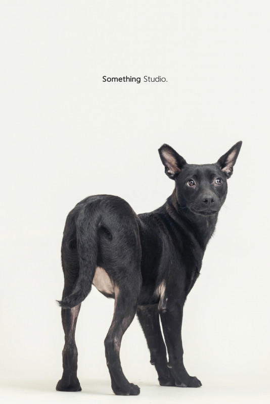 SOMETHINGSTUDIO,三牲工作室,三牲,中途攝影,寵物寫真,寵物攝影,寵物肖像,毛孩,毛孩寫真,汪星人,喵星人,兔星人,狗,米克斯,領養不棄養,領養代替購買