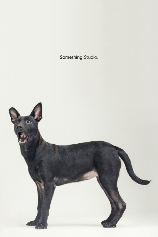 SOMETHINGSTUDIO,三牲工作室,三牲,中途攝影,寵物寫真,寵物攝影,寵物肖像,毛孩,毛孩寫真,汪星人,喵星人,兔星人,狗,米克斯,領養不棄養,領養代替購買