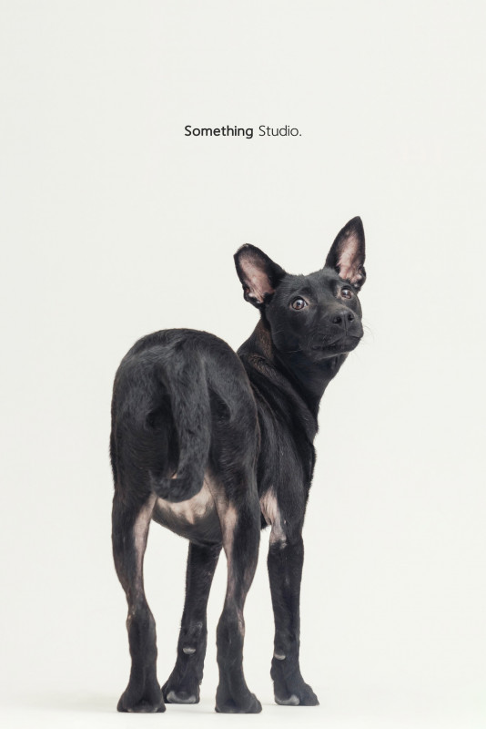 SOMETHINGSTUDIO,三牲工作室,三牲,中途攝影,寵物寫真,寵物攝影,寵物肖像,毛孩,毛孩寫真,汪星人,喵星人,兔星人,狗,米克斯,領養不棄養,領養代替購買