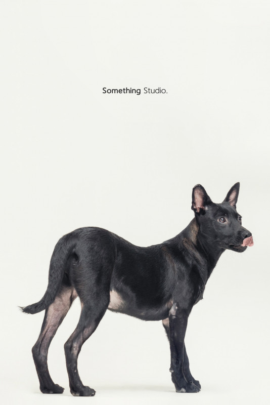 SOMETHINGSTUDIO,三牲工作室,三牲,中途攝影,寵物寫真,寵物攝影,寵物肖像,毛孩,毛孩寫真,汪星人,喵星人,兔星人,狗,米克斯,領養不棄養,領養代替購買