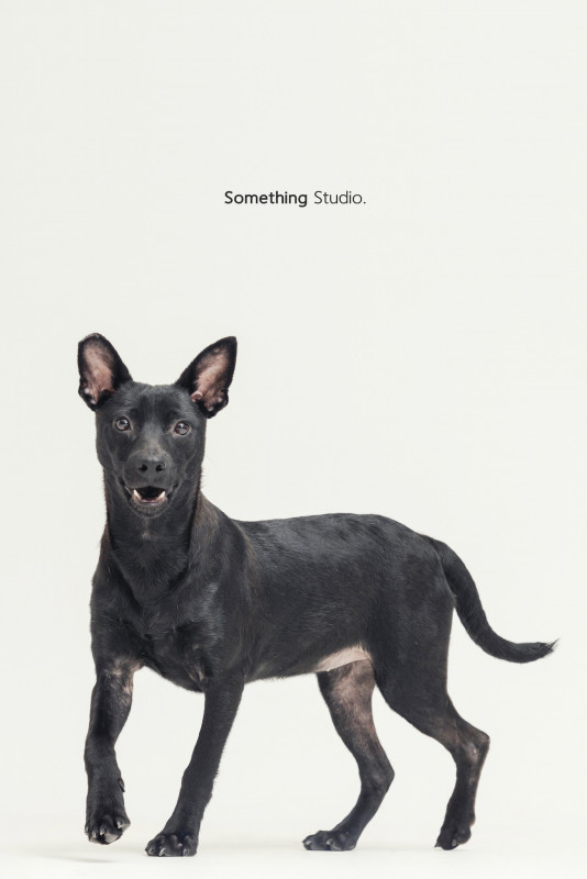 SOMETHINGSTUDIO,三牲工作室,三牲,中途攝影,寵物寫真,寵物攝影,寵物肖像,毛孩,毛孩寫真,汪星人,喵星人,兔星人,狗,米克斯,領養不棄養,領養代替購買