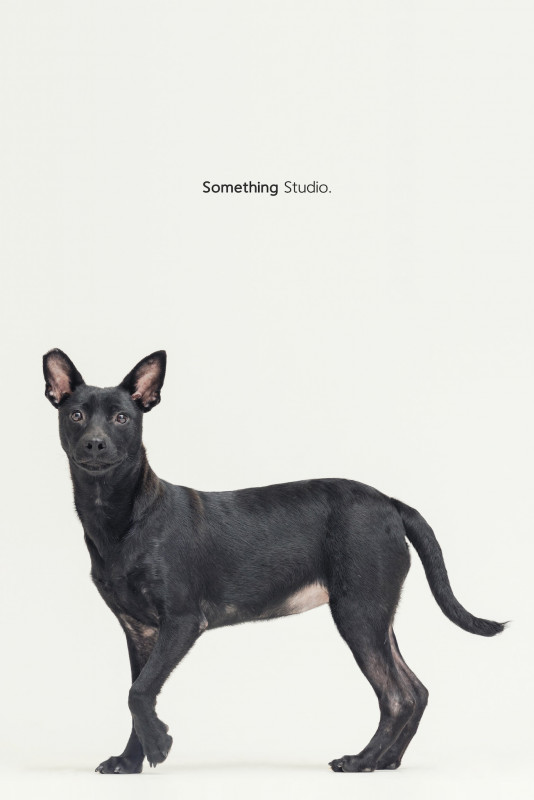 SOMETHINGSTUDIO,三牲工作室,三牲,中途攝影,寵物寫真,寵物攝影,寵物肖像,毛孩,毛孩寫真,汪星人,喵星人,兔星人,狗,米克斯,領養不棄養,領養代替購買