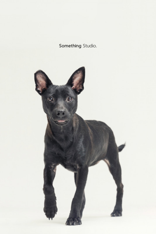 SOMETHINGSTUDIO,三牲工作室,三牲,中途攝影,寵物寫真,寵物攝影,寵物肖像,毛孩,毛孩寫真,汪星人,喵星人,兔星人,狗,米克斯,領養不棄養,領養代替購買